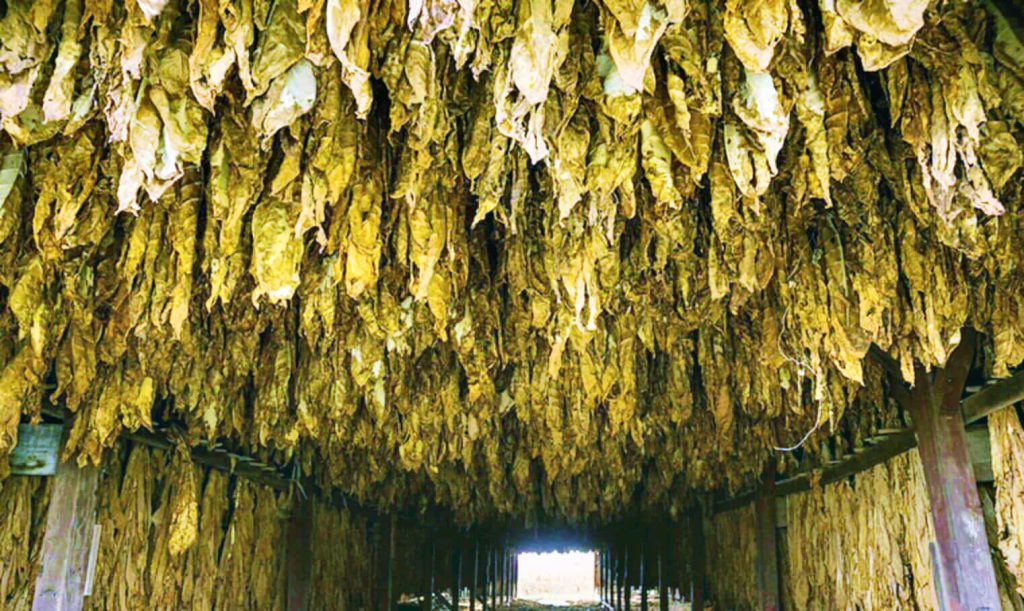 Станьте свидетелем процесса сушки листьев табака Кентукки с помощью дымохода
